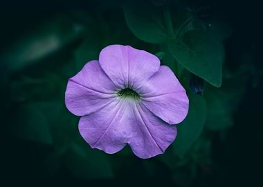 Purple Petunia Flower Close-Up