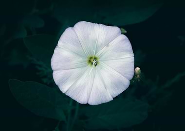 White Flower Close-Up