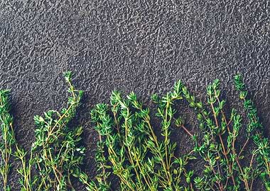 Fresh Thyme on Dark Textured Surface