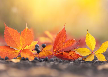 Autumn Leaves and Berries