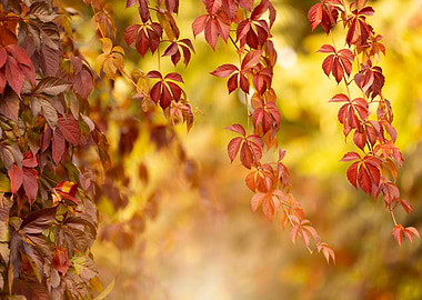 Autumn Leaves in Warm Light