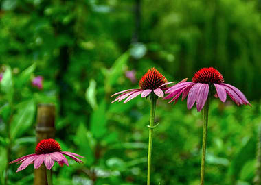 Echinacea Flowers in a Lush Garden