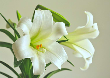 Elegant White Lily Floral Arrangement