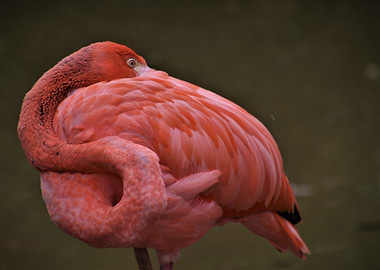 Flamingo Resting with Head Tucked