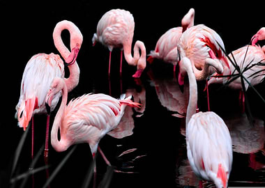 Flamingos in Dark Water