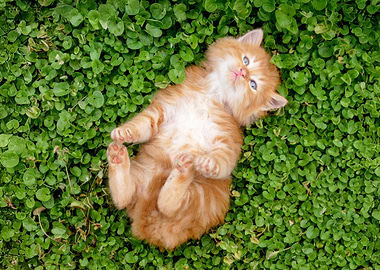Ginger Kitten on Green Clover