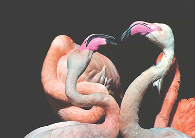 Flamingos in a group
