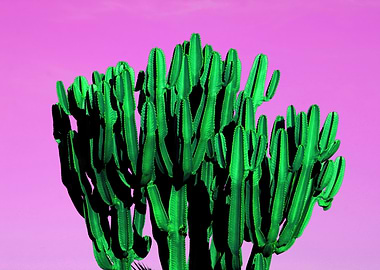 Green Cactus on Pink Background