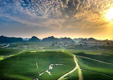 Green Tea Fields at Sunrise