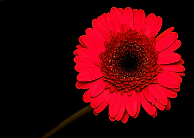 Vibrant Red Gerbera Daisy on Black