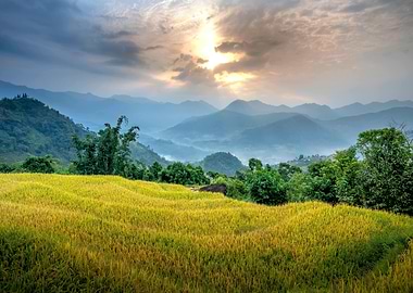 Lush Rice Terraces at Sunrise