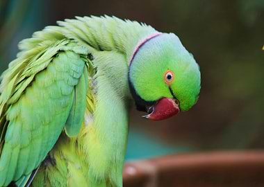 Green Parrot Preening