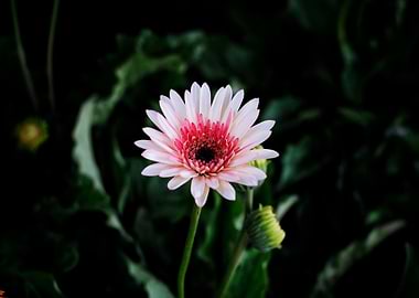 Pink and White Gerbera Daisy