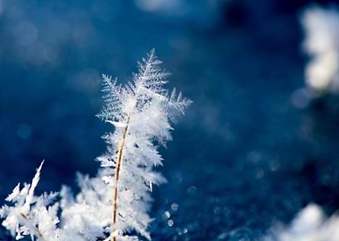 Frozen Plant with Snowflake Crystals