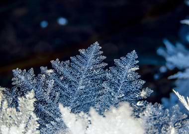 Delicate Ice Crystals on Dark Background