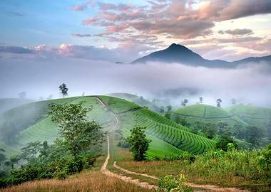 Lush Green Tea Plantation Landscape