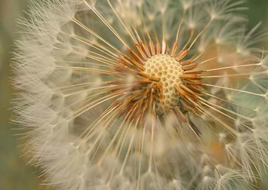 Dandelion Seed Head Close-Up