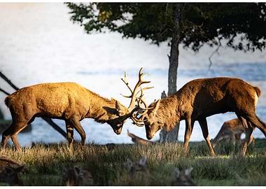 Two Red Deer Stags Fighting