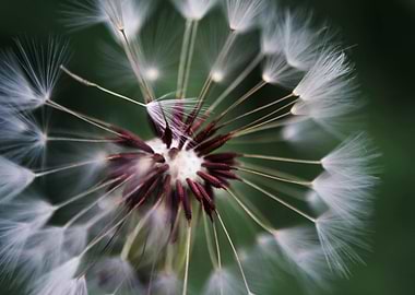 Dandelion Seed Head Close-Up