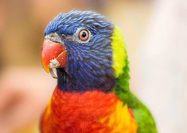 Colorful Lorikeet Portrait