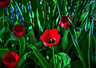 Red Tulips in a Garden Setting