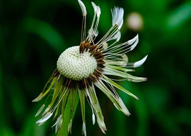 Wilted Dandelion Flower Close-Up