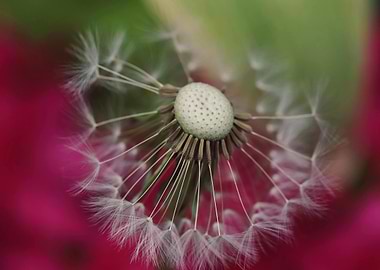 Dandelion Seed Head Close-Up