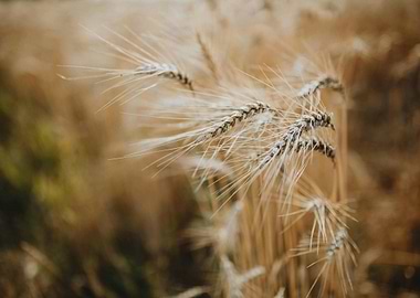 Golden Wheat Field Close-Up
