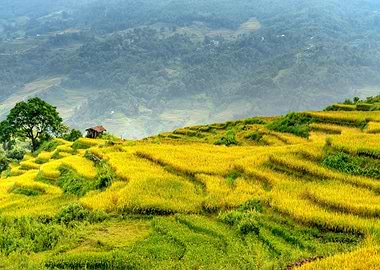 Golden Rice Terraces Landscape