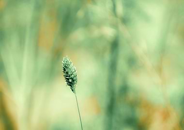 Single grass seed head close-up