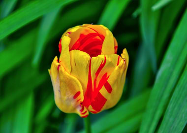 Yellow and Red Tulip Bud