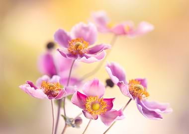 Pink Anemone Flowers in Soft Light