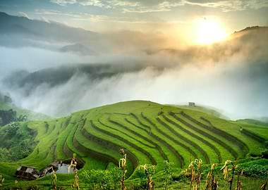 Lush Green Rice Terraces at Sunrise