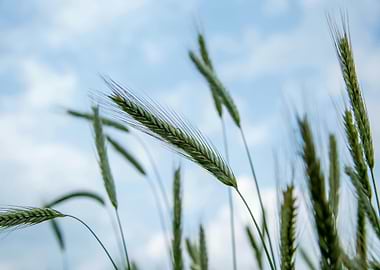 Wheat Field Against Blue Sky