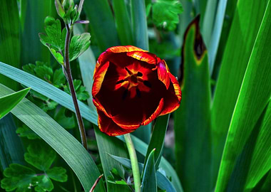 Red and Yellow Tulip Close-Up
