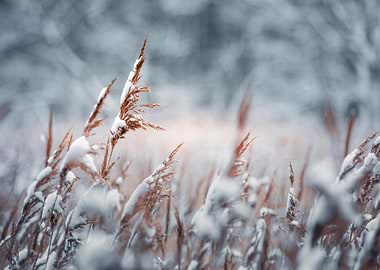 Winter Grass with Snow