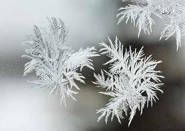 Frost Patterns on Glass