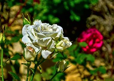 White Rose with Buds Close-Up