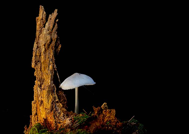 Mushroom on a Log