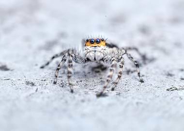 Jumping Spider Close-Up