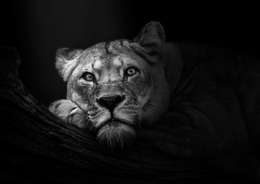 Monochrome Lioness Portrait