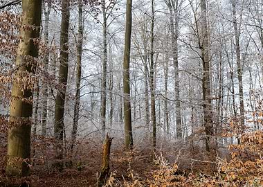 Winter Forest with Frost-Covered Trees