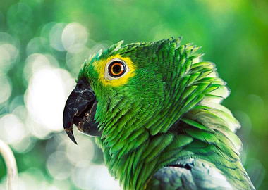 Green Parrot Close-Up