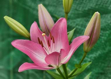 Pink Lily Blossom with Buds