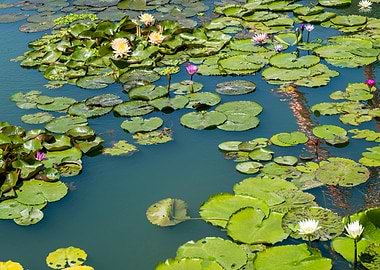Lily Pads and Flowers in Pond