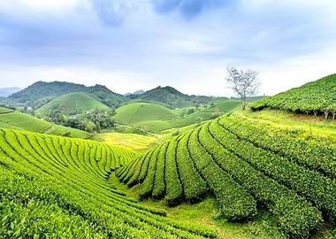Lush Green Tea Plantation Landscape