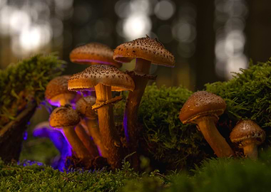 Mushrooms in Moss with Blue Light