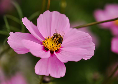 Bee on Pink Cosmos Flower