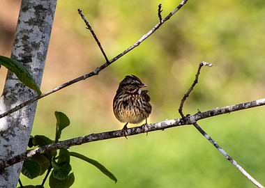 Small Bird Perched on Branch