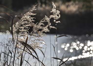 Sunlit Reeds by the Water
